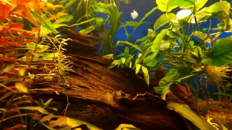 Aquanarium Stock Footage 164163058