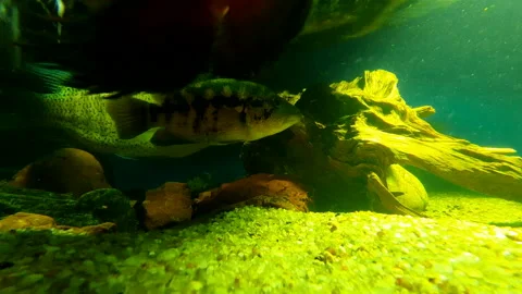 Aquanarium Stock Footage 164163407