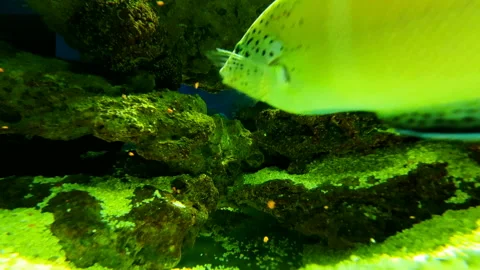 Aquanarium Stock Footage 164165100