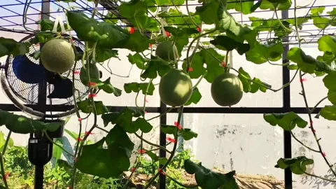 Aquanik Melon Video stock 327774437