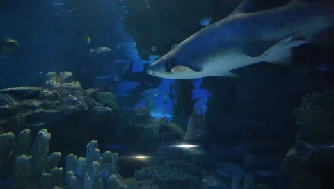 The Aquaria Stock Footage 100097819