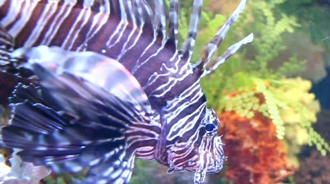 Aquarian fish Stock Footage