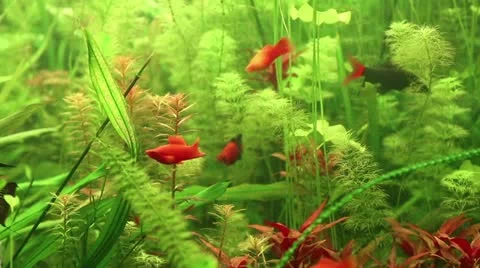 Aquarian fish Stock Footage