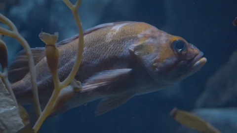 Aquariaum Fish Close Up Stock Footage 101442253