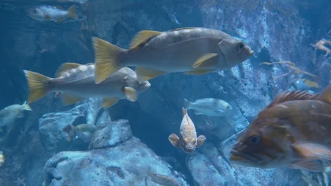 Aquariaum Fish Stock Footage 101442430