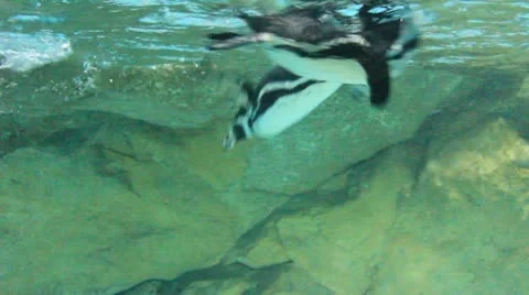 Aquarim Penguins Stock Footage 12413354