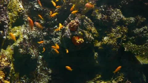 Aquarium 009 Stock-Footage 11143504