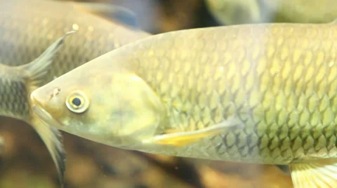 Aquarium 01 Stock Footage 35531736