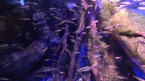 Aquarium 01 Stock Footage 123277032