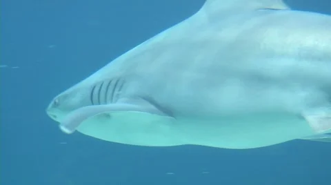 Aquarium 0174MF Stock Footage 1067309
