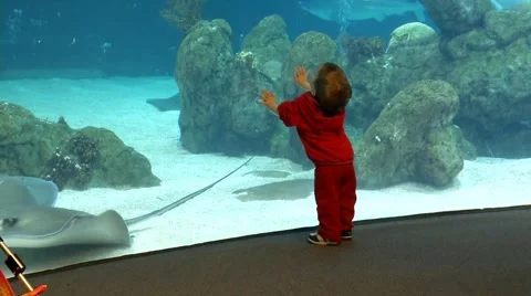 Aquarium 0199A4 Stock Footage 1065088