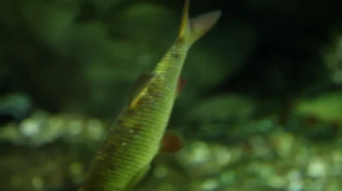 Aquarium 02 Stock Footage 35531735