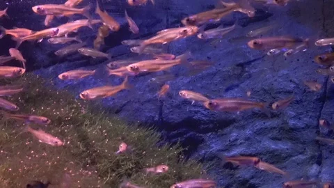 Aquarium 02 Stock Footage 123276973
