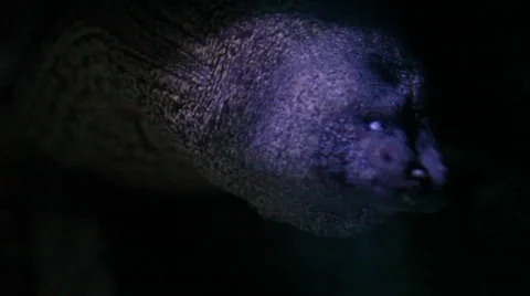 Aquarium 03 Stock Footage 35531738