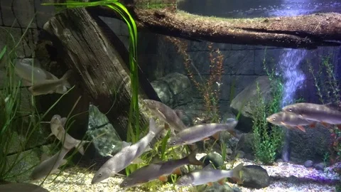 Aquarium 03 Vidéo 123276929