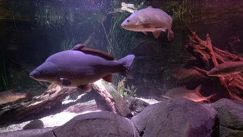 Aquarium 04 Vidéo 123276869