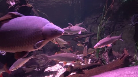 Aquarium 05 Vidéo 123276760