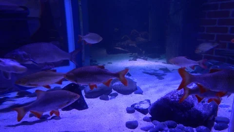 Aquarium 06 Stock Footage 123276703