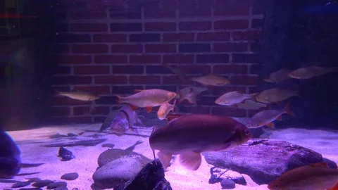 Aquarium 07 Stock Footage 123276655