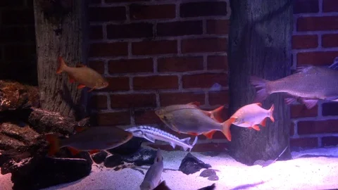 Aquarium 08 Vidéo 123276582