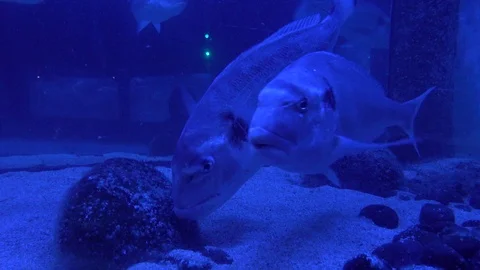 Aquarium 09 Vidéo 123276514
