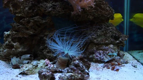 Aquarium 1 Video stock 102324036