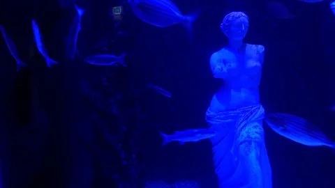 Aquarium 10 Vidéo 123276442