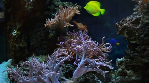 Aquarium 2 Video stock 102324041