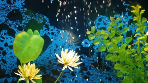 Aquarium 3 Vídeo Stock 12372378