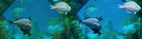 Aquarium 3D Stock Footage