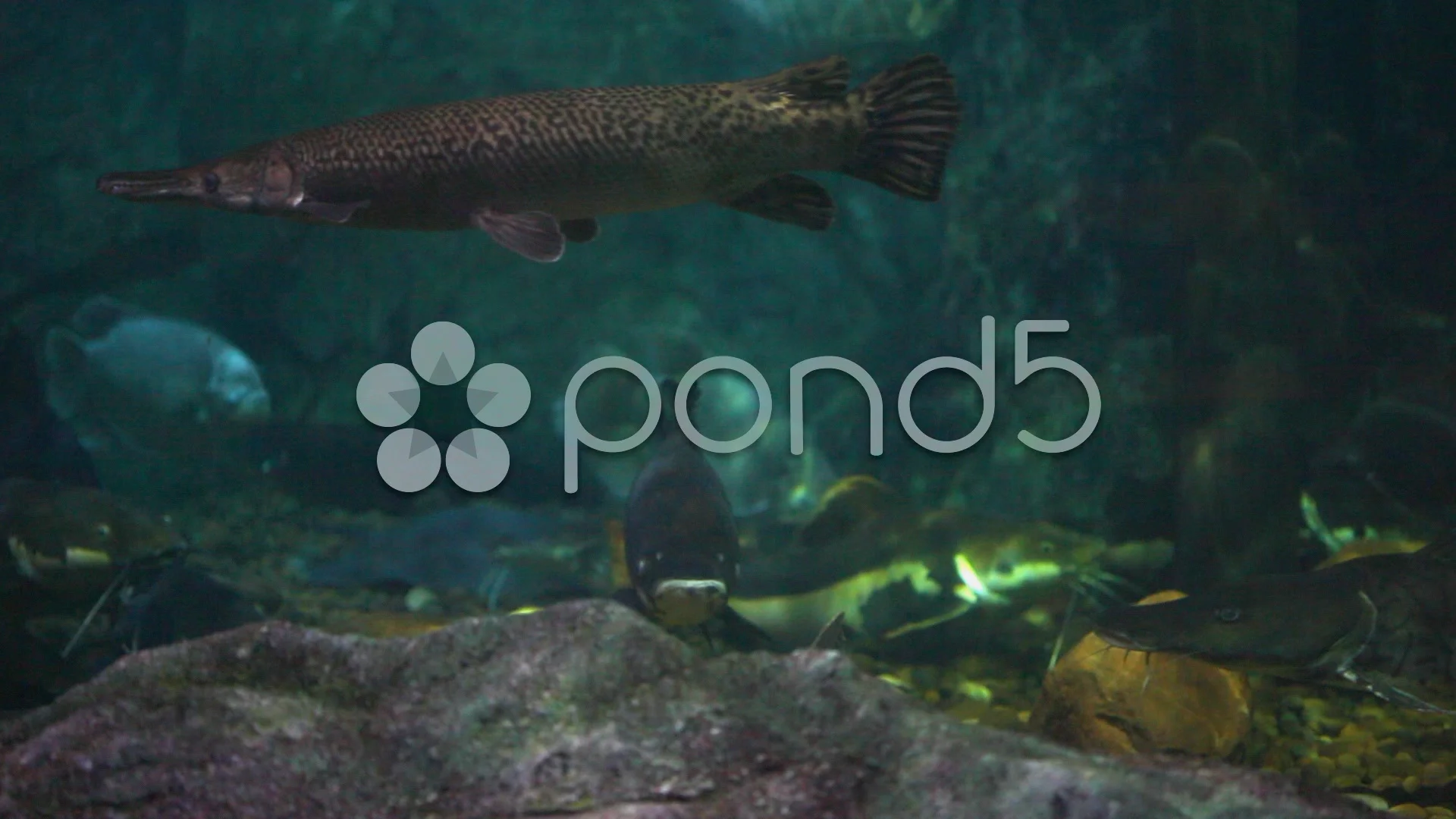 Aquarium Amazon River Fish Passing Clo Stock Video Pond5