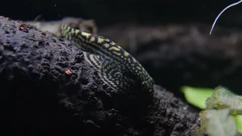 Aquarium, Aquascaping, Fish Stock Footage 232211862
