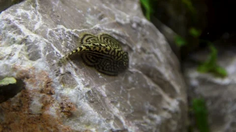 Aquarium, Aquascaping, Fish Stock Footage 232211863
