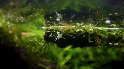Aquarium, Aquascaping, Fish Stock Footage 232211881