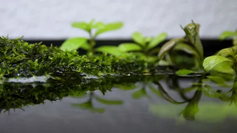 Aquarium, Aquascaping, Fish Stock Footage 232211883