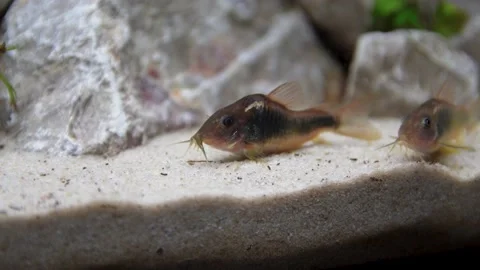 Aquarium, Aquascaping, Fish Stock Footage 232211893
