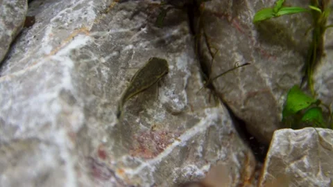 Aquarium, Aquascaping, Fish Stock Footage 232211897