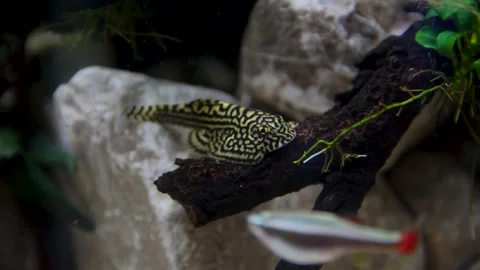 Aquarium, Aquascaping, Fish Stock Footage 232211908