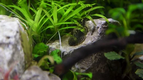 Aquarium, Aquascaping, Fish Stock Footage 232211920