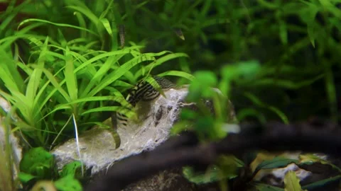 Aquarium, Aquascaping, Fish Stock Footage 232211930