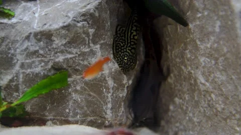 Aquarium, Aquascaping, Fish Stock Footage 232211932