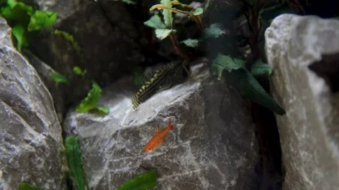 Aquarium, Aquascaping, Fish Stock Footage 232211944