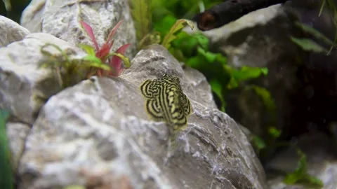 Aquarium, Aquascaping, Fish Stock Footage 232211945