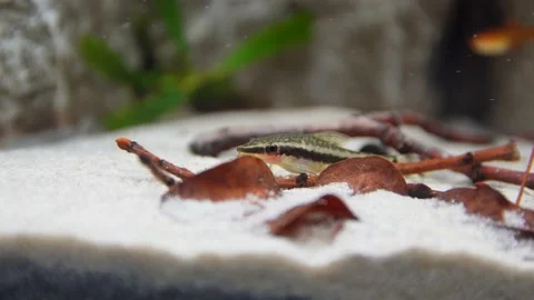 Aquarium, Aquascaping, Fish Stock Footage 232211956