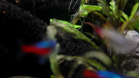 Aquarium, Aquascaping, Fish Stock Footage 232211957