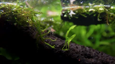 Aquarium, Aquascaping, Fish Stock Footage 232211969