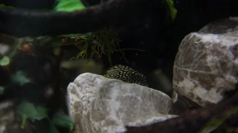 Aquarium, Aquascaping, Fish Stock Footage 232211970