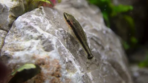 Aquarium, Aquascaping, Fish Stock Footage 232211987