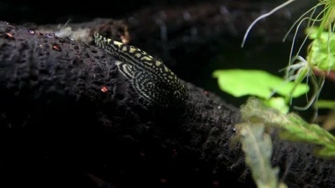 Aquarium, Aquascaping, Fish Stock Footage 232211989