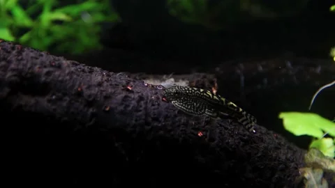 Aquarium, Aquascaping, Fish Stock Footage 232211994